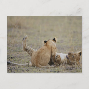 Löwen (Panthera leo), Grasjungen, Masai Postkarte