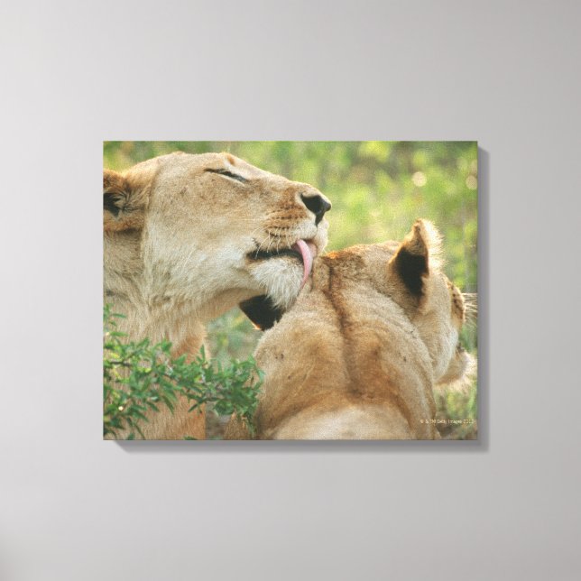 Löwen, Panthera leo grooming, Südafrika Leinwanddruck (Vorderseite)