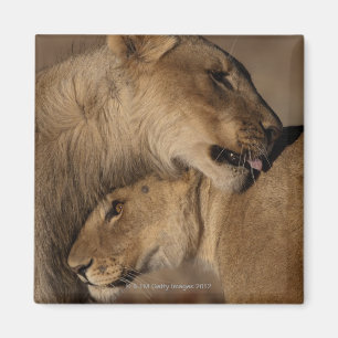 Löwen (Panthera leo) Paarbindung, Skelett Magnet