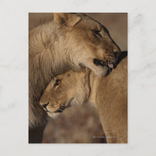 Löwen (Panthera leo) Paarbindung, Skelett Postkarte