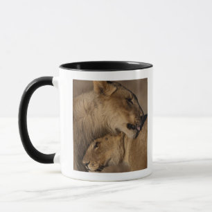 Löwen (Panthera Löwe) passen Abbinden, Skelett Tasse