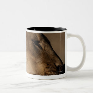 Löwen (Panthera Löwe) passen Abbinden, Skelett Zweifarbige Tasse