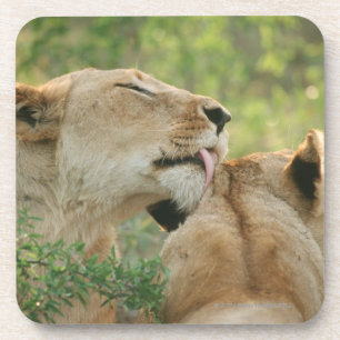 Löwen, Panthera pflegender Löwe, Südafrika Getränkeuntersetzer