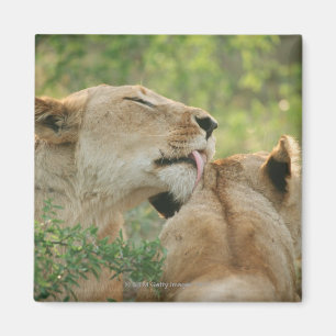 Löwen, Panthera pflegender Löwe, Südafrika Magnet