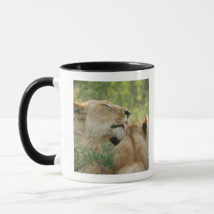 Löwen, Panthera pflegender Löwe, Südafrika Tasse