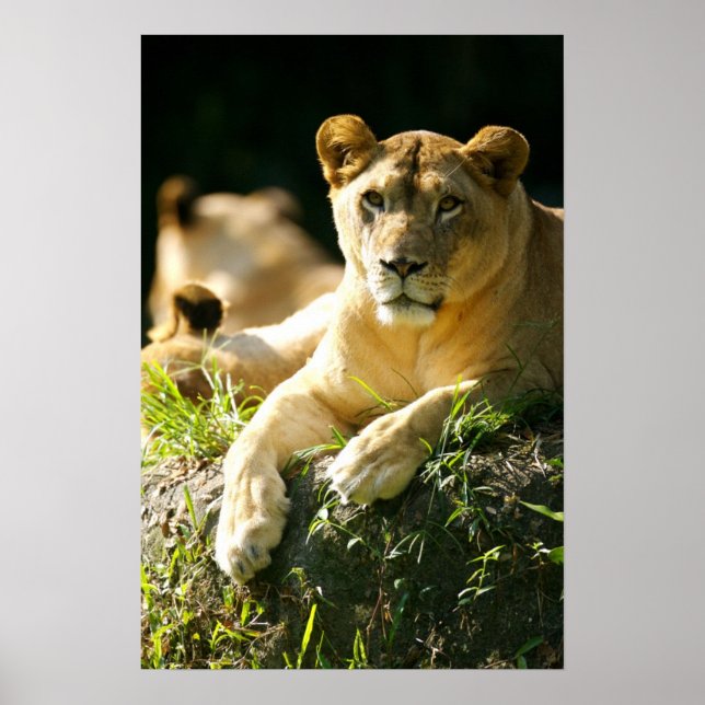 Löwen Poster (Vorne)