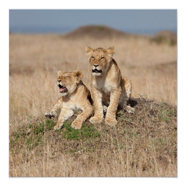 Löwen Poster (Vorderseite)