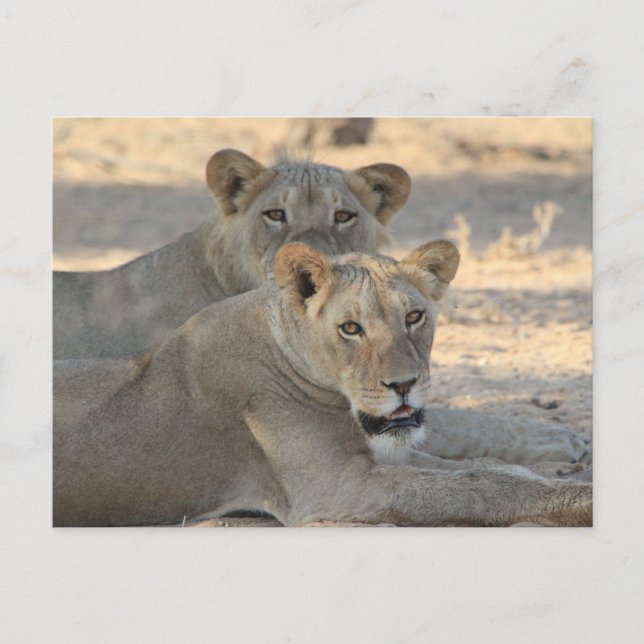 Löwen Postkarte (Vorderseite)
