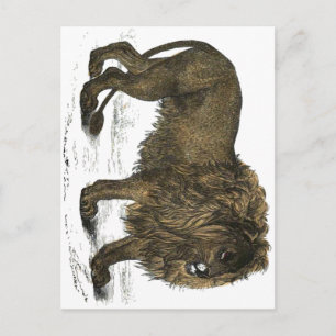 Löwen-Postkarte Postkarte