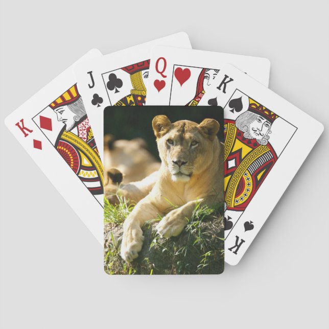 Löwen Spielkarten (Rückseite)