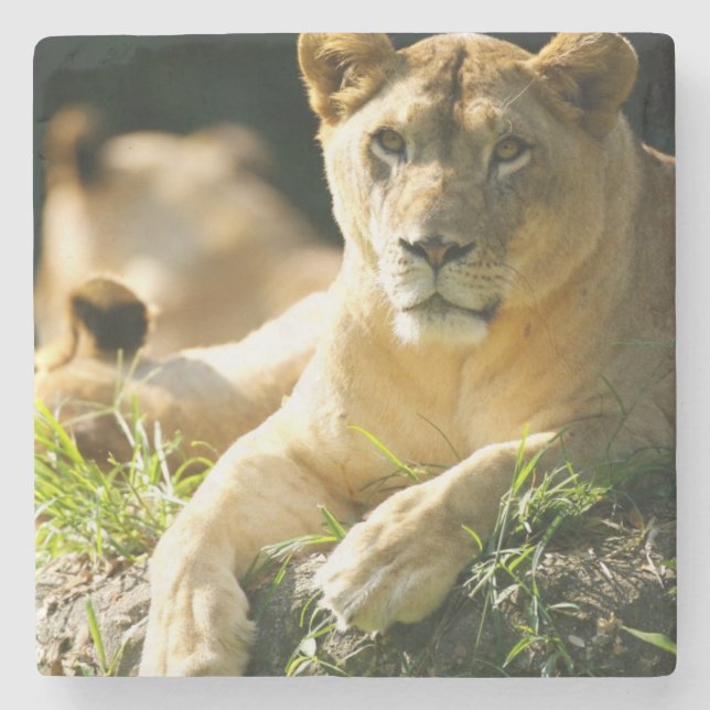 Löwen Steinuntersetzer (Vorderseite)