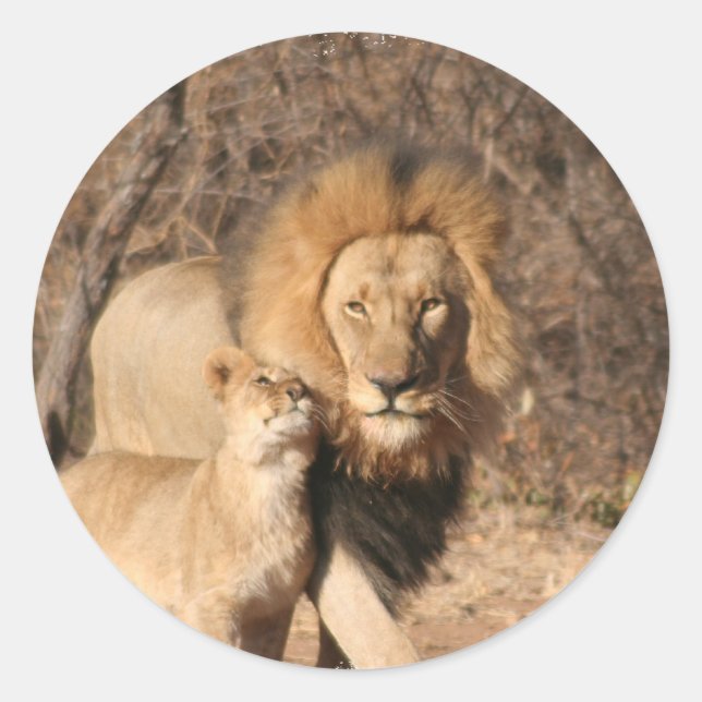 Löwen- und Lion-Cub-Aufkleber Runder Aufkleber (Vorderseite)