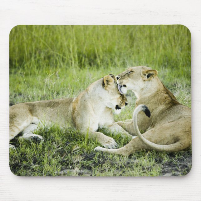 Löwen und Löwen, Afrika 2 Mousepad (Vorne)