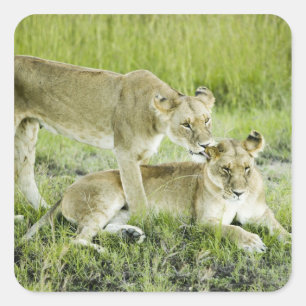 Löwen und Löwen, Afrika Quadratischer Aufkleber