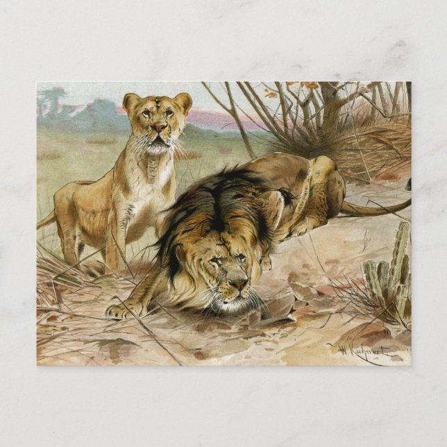 Löwen und Löwen Postkarte (Vorderseite)