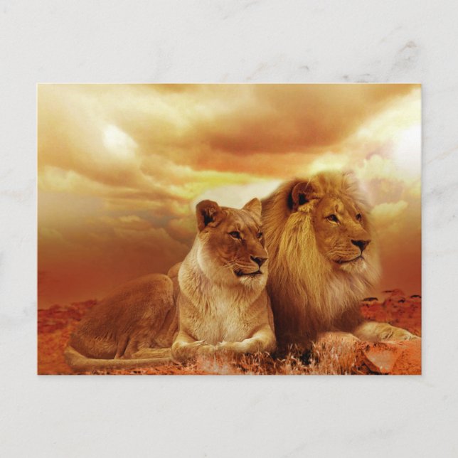 Löwen und Löwen Postkarte (Vorderseite)