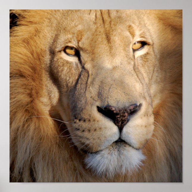 Löwenbilder drucken poster (Vorne)