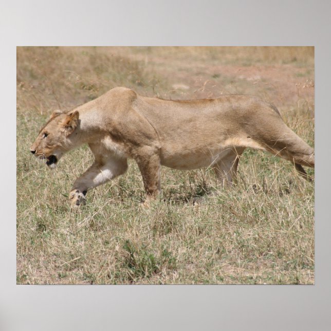 Löwenbohrer Poster (Vorne)