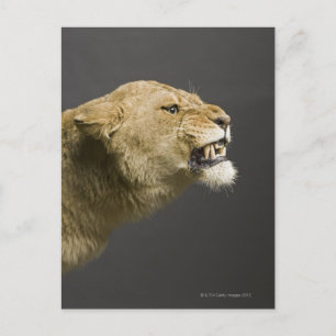 Löwenbrennen 2 postkarte