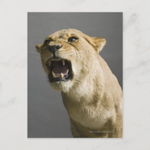 Löwenbrüllen Postkarte