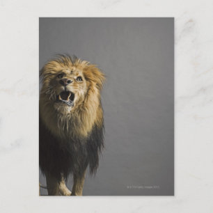 Löwenbrüten Postkarte