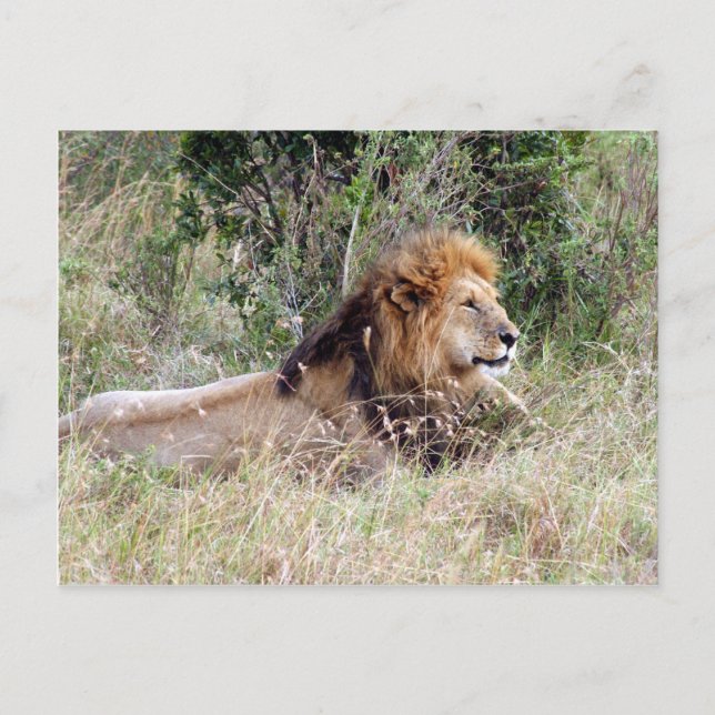 Löwenentspannung Postkarte (Vorderseite)