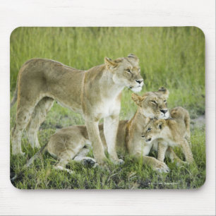 Löwenfamilie in Kenia, Afrika Mousepad