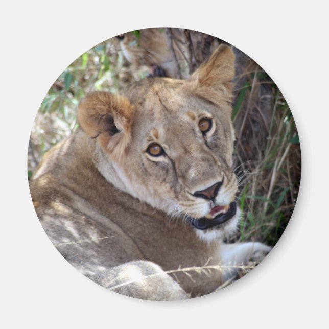 Löwenfront Magnet (Vorne)