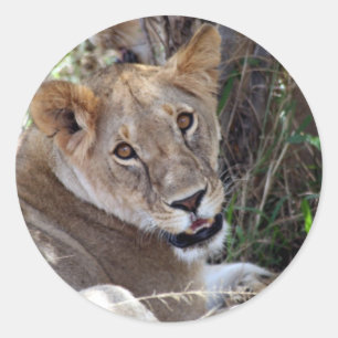 Löwenfront Runder Aufkleber