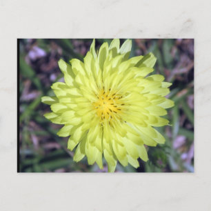 Löwengelbe Blume Postkartenüberquerung Postkarte