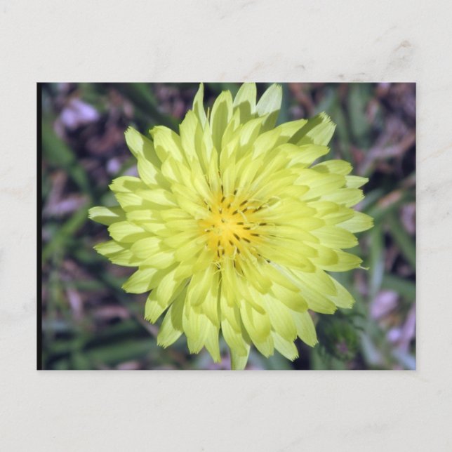 Löwengelbe Blume Postkartenüberquerung Postkarte (Vorderseite)