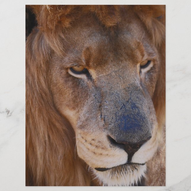 Löwengeschichte in Südafrika (Vorderseite)