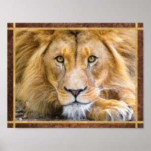Löwengesicht Foto Poster