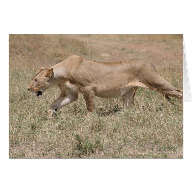 Löwenhengst (Vorderseite (Horizontal))