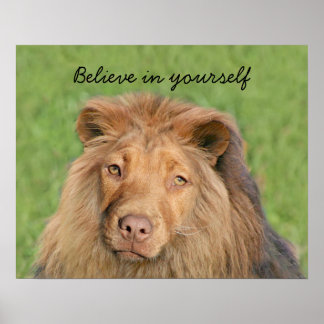Löwenhund Poster