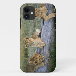 Löwenjunge auf Baumstamm iPhone 11 Hülle