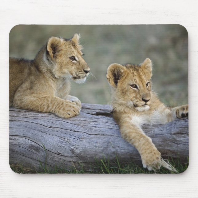 Löwenjunge auf Baumstamm Mousepad (Vorne)