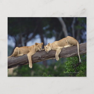 Löwenknochen liegen in einem Zweig , Kenia , Afrik Postkarte