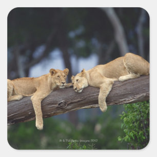 Löwenknochen liegen in einem Zweig , Kenia , Afrik Quadratischer Aufkleber