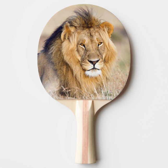 Löwenmajestätisches Wildtierportrait Tischtennis Schläger (Vorderseite)