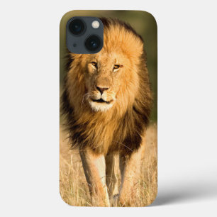 Löwenmännchen beim Gehen iPhone 13 Hülle