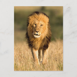 Löwenmännchen beim Gehen Postkarte