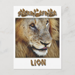 Löwenmännchen - Safari-Postkarten Postkarte