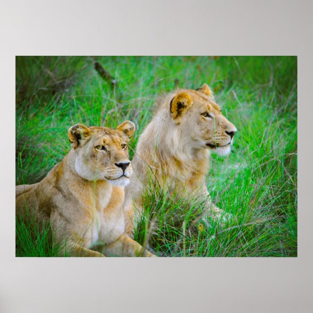 Löwenmutter und Sohn hing in Gras in Botswana Poster (Vorne)
