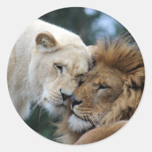Löwennuzzling Runder Aufkleber