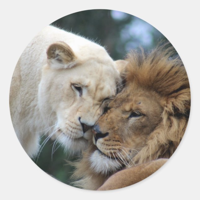 Löwennuzzling Runder Aufkleber (Vorderseite)