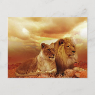 Löwenpaar in der Safari Postkarte