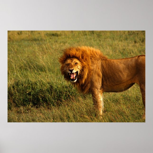 Löwenplakat Poster (Vorne)