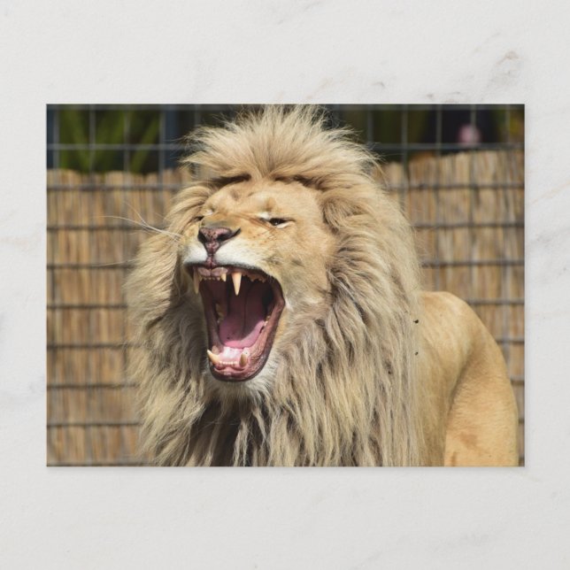 Löwenschwanz Postkarte (Vorderseite)