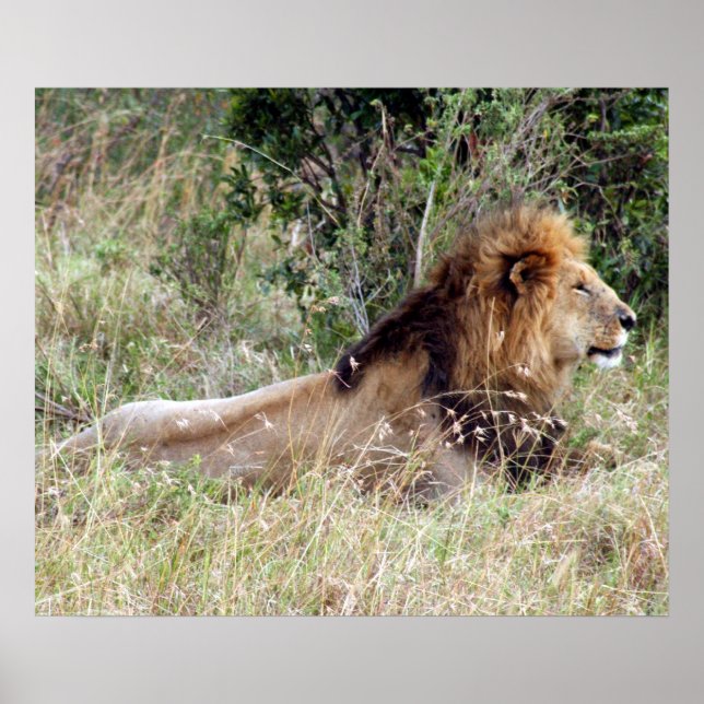 Löwenwarnung Poster (Vorne)